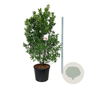 Magnolia 'Susan' 175-200 cm cont. 90L extra