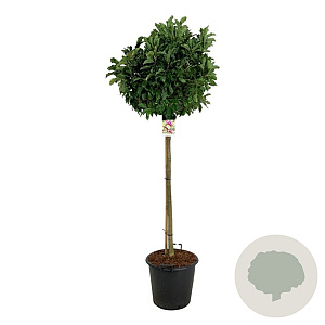 Magnolia 'Susan' 120 cm stam cont. 55L extra