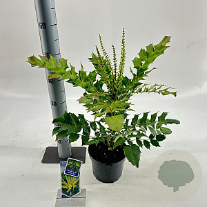 Mahonia media 'Winter Sun' 25-30 cm 2,0L