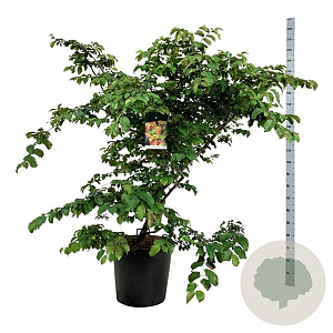 Parrotia persica 150-175 cm cont. 55L extra