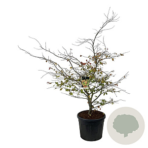 Parrotia persica 200-250 cm cont. 90L extra