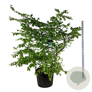 Parrotia persica 200-250 cm cont. 90L extra