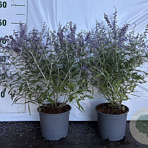 Perovskia 'Blue Spire' 40-60 cm 2,0L
