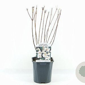 Philadelphus 'Belle Etoile' 30-40 cm 2,0L