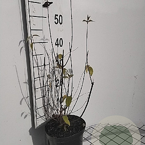 Philadelphus 'Lemoinei' 40-50 cm 3,0L