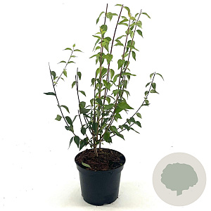Philadelphus 'Lemoinei' 40-50 cm 3,0L
