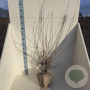 Philadelphus 'Lemoinei' 125-150 cm met kluit