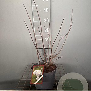 Philadelphus 'Virginal' 50-60 cm 3,0L