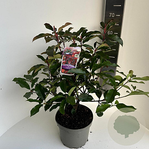 Photinia fraseri 'Camilvy' 50-60 cm 5,0L