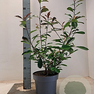 Photinia fraseri 'Red Robin' 60-80 cm 5,0L