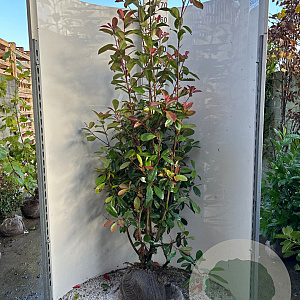 Photinia fraseri 'Red Robin' 175-200 cm met kluit