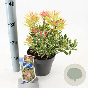Pieris 'Flaming Silver' 25-30 cm 3,0L