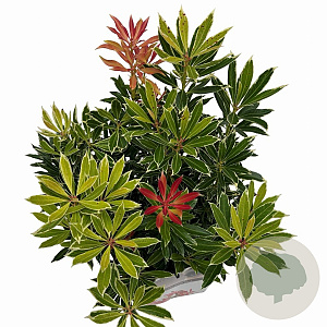 Pieris 'Flaming Silver' 25-30 cm 3,0L