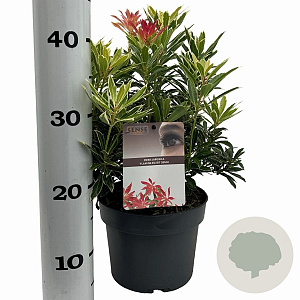 Pieris 'Flaming Silver' 25-30 cm 3,0L