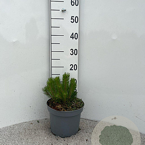 Pinus mugo pumilio 5-10 cm 5,0L