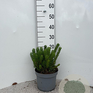 Pinus mugo pumilio 10-12 cm 5,0L