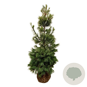 Pinus strobus 200-225 cm draadkluit extra
