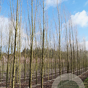 Populus nigra 'Italica' 18-20 HO draadkluit