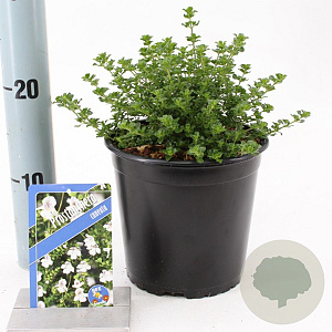 Prostanthera cuneata 20-25 cm 2,0L