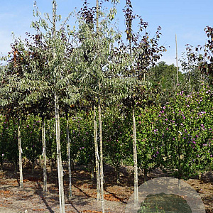 Pyrus elaeagnifolia 'Silver Sails' 12-14 HO draadkluit