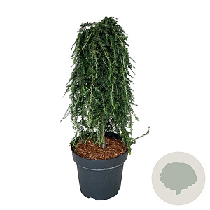 Tsuga het. 'Thorsen's Weeping' 60 cm stam 15L