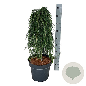 Tsuga het. 'Thorsen's Weeping' 60 cm stam 15L