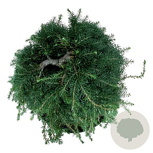 Tsuga het. 'Thorsen's Weeping' 60 cm stam 15L