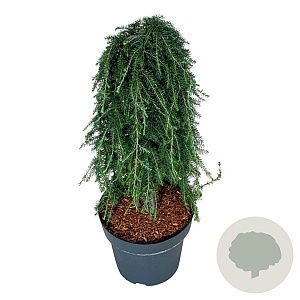 Tsuga het. 'Thorsen's Weeping' 60 cm stam 15L
