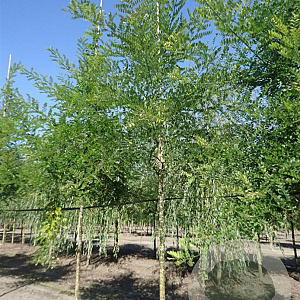 Sophora japonica 300-350 cm cont. 180L meerstammig