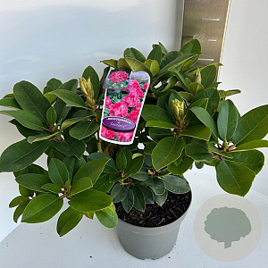 Rhododendron 'Germania' 30-40 cm 5,0L