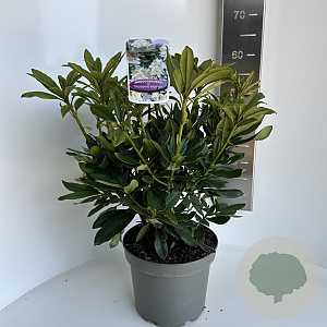 Rhododendron 'Madame Masson' 40-50 cm 5,0L