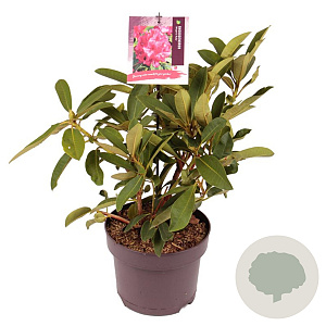 Rhododendron 'Wilgen's Ruby' 30-40 cm 5,0L
