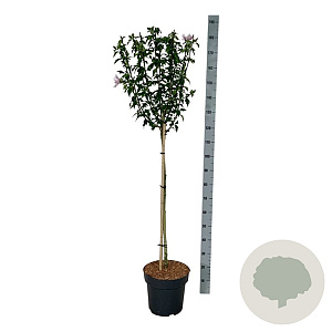 Hibiscus syr. Starburst Chiffon 90 cm stam 15L