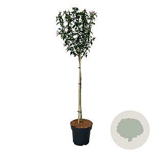 Hibiscus syr. Starburst Chiffon 90 cm stam 15L