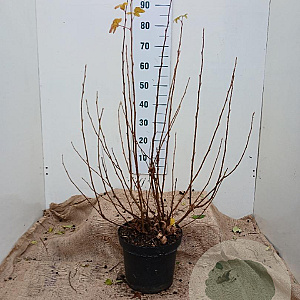 Ribes sang. 'King Edward VII' 80-100 cm 7,5L