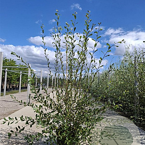 Salix caprea 300-350 cm draadkluit struik