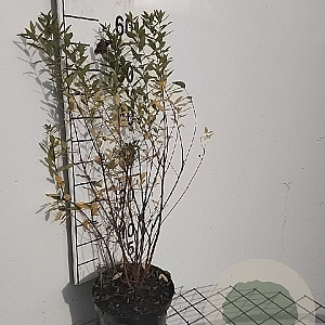 Spiraea billardii 50-60 cm 3,0L