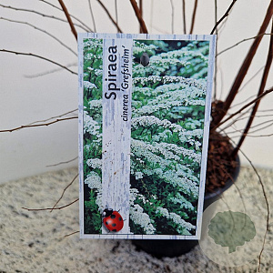 Spiraea cinerea 'Grefsheim' 40-50 cm 3,0L