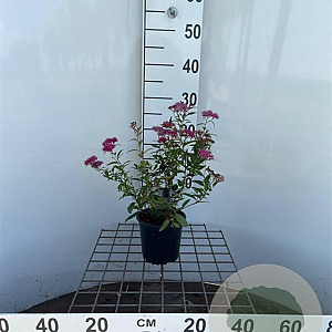 Spiraea jap. 'Anthony Waterer' 30-40 cm C1.3