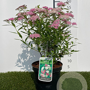 Spiraea jap. 'Genpei' 25-30 cm 3,0L
