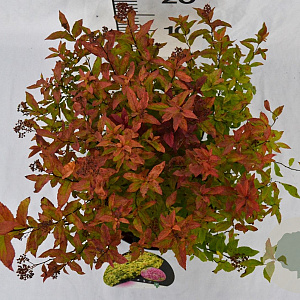 Spiraea jap. 'Goldflame' 30-40 cm 3,0L
