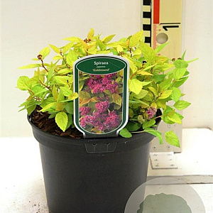 Spiraea jap. 'Goldmound' 25-30 cm 3,0L