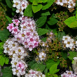 Spiraea jap. 'Little Princess' 25-30 cm 3,0L
