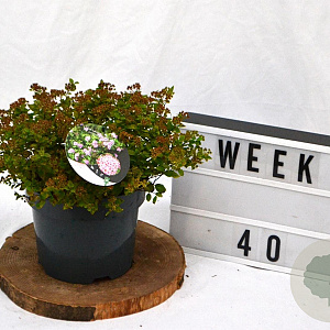 Spiraea jap. 'Little Princess' 25-30 cm 3,0L