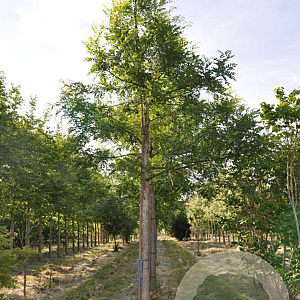 Styphnolobium j. 'Regent' 40-45 HO draadkluit 250 cm stam