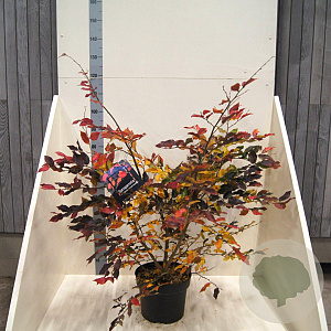 Sycoparrotia semidec. 'Purple Haze' 60-80 cm 10L