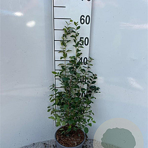 Symphoricarpos albus 40-60 cm 2,0L