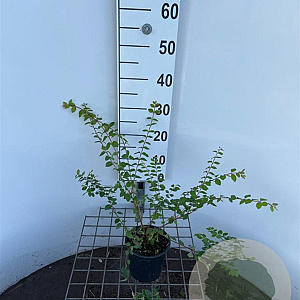 Symphoricarpos ch. 'Hancock' 30-40 cm C1.3