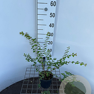 Symphoricarpos ch. 'Hancock' 30-40 cm C1.3