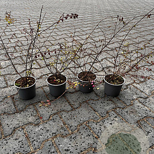 Symphoricarpos ch. 'Hancock' 30-40 cm C1.3